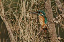 Азрак и Шаумари, Иордания