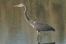 Азрак и Шаумари, Иордания
