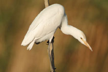 Азрак и Шаумари, Иордания