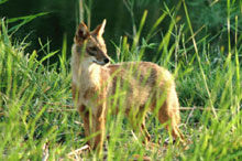 Азрак и Шаумари, Иордания
