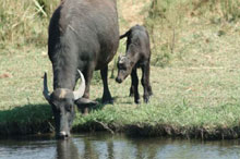 Азрак и Шаумари, Иордания