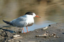 Азрак и Шаумари, Иордания