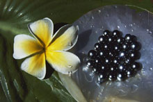 Таити (Tahiti), Таити