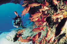 Тикехау, Таити