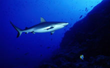 Тикехау, Таити