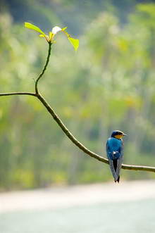Остров Куд, Тайланд
