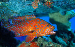 Санур, Бали