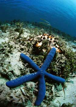 Санур, Бали