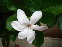 Рангироа, Таити