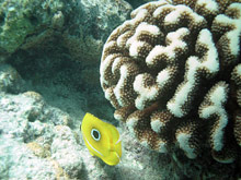 Рангироа, Таити