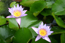 Рангироа, Таити