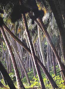 Остров Альфонс, Сейшельские острова