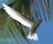 Остров Альфонс, Сейшельские острова