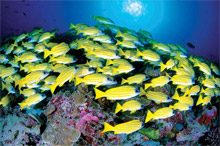 Остров Дерош, Сейшельские острова