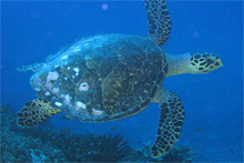 Остров Дерош, Сейшельские острова