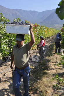 Долины виноделов, Чили