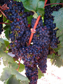 Долины виноделов, Чили