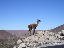 Пустыня Атакама, Чили