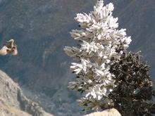 Каньон Колка, Перу