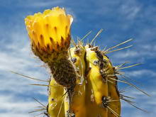 Каньон Колка, Перу