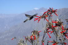 Каньон Колка, Перу