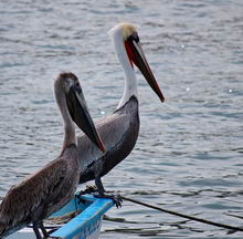 Лос-Кабос, Мексика