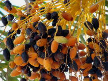 о. Джерба, Тунис