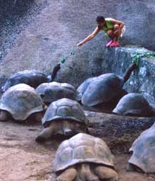 Остров Ла Диг, Сейшельские острова