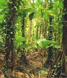 Остров Праслин, Сейшельские острова