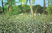 Остров Птиц, Сейшельские острова