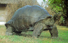 Остров Птиц, Сейшельские острова