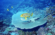 Остров Птиц, Сейшельские острова