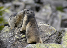 Гштаад (Gstaad), Швейцария