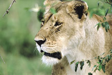 Малинди, Кения