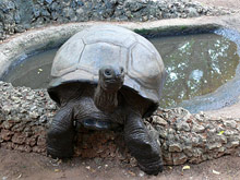 Малинди, Кения