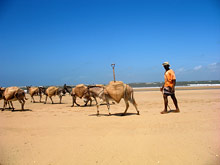 Малинди, Кения