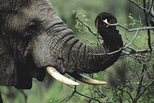 Малинди, Кения