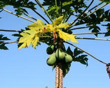 Фаре, Таити