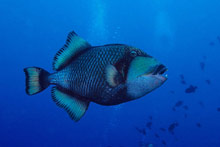 Хуахин, Таити