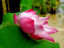 Хуахин, Таити