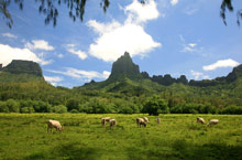 Муреа, Таити