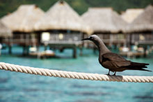 Муреа, Таити