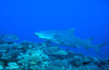 Муреа, Таити