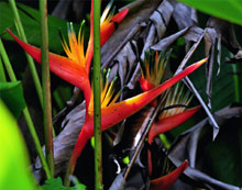 Муреа, Таити