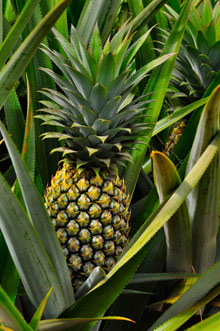 Муреа, Таити