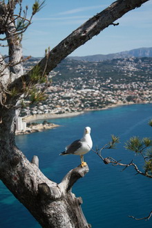 Коста Бланка, Испания