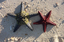 Остров Гавайи (Гавайи), США