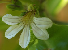 Остров Гавайи (Гавайи), США