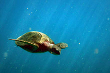 Остров Мауи (Гавайи), США