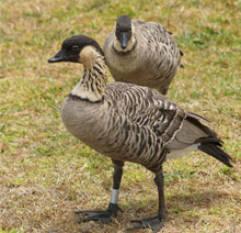 Остров Мауи (Гавайи), США